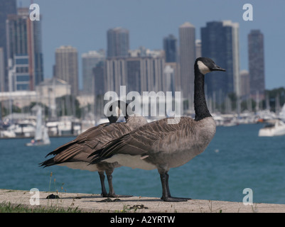 Canada Goose oche canadesi Chicago il lago michigan skyline del