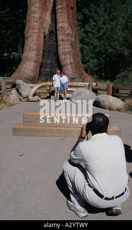 Giganteschi alberi di sequoia Sequoia National Park California Foto Stock