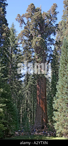 General Sherman Tree sequoia gigante Foto Stock