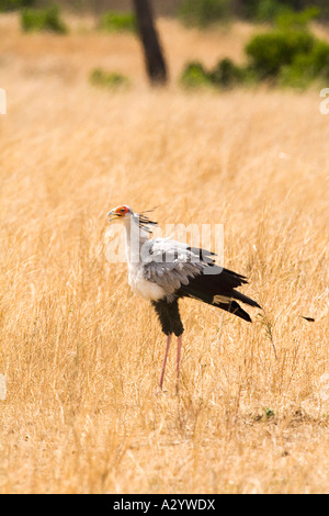Segretario Bird Sagittarius serpentarius in sole pieno sole a caccia di prede in erba lunga della savana in Masai Mara Kenya Foto Stock