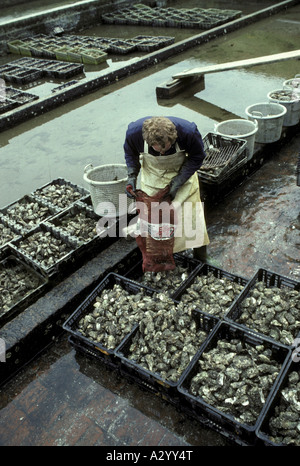 Oyster Farm at Yerserka in Olanda Foto Stock