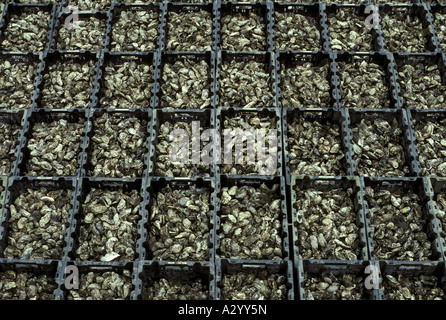 Oyster Farm at Yerserka in Olanda Foto Stock