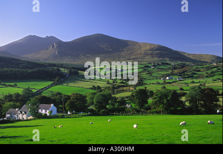 Tradizionale casa colonica irlandese e campi verdi sotto la Mourne Mountains. La contea di Down, Irlanda del Nord, Regno Unito Foto Stock