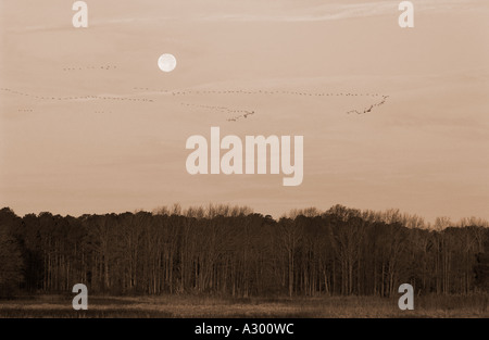 Moon over paesaggio shore Foto Stock