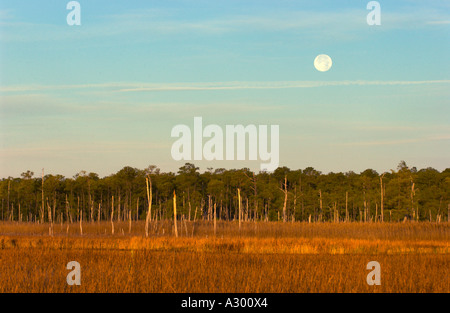 Luna sulla riva paesaggio, Blackwater National Wildlife Refuge Cambridge Maryland USA Foto Stock