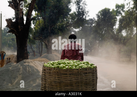 Un rickshaw estrattore trasporta un grande cesto di mele verdi nel nord del Bangladesh Foto Stock