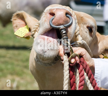 Ragazza con una mucca con un anello attraverso il suo naso Foto Stock