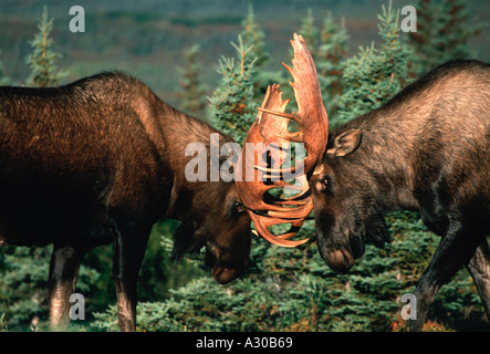 Due bull moose giostra nel Parco Nazionale di Denali Alaska Foto Stock