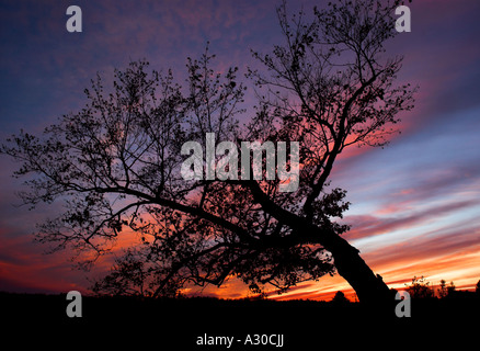 Una struttura ad albero spazzate dal vento stagliano contro il tramonto Foto Stock