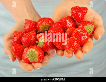 Pugno di fragole fresche Foto Stock