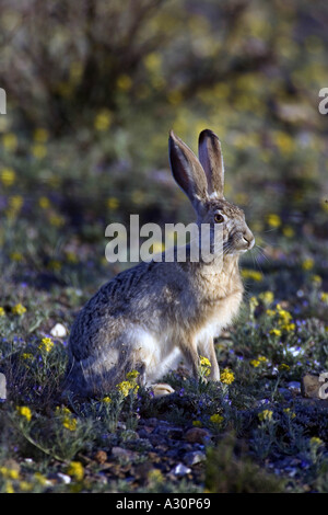 Jack antilope lepre Lepus Alleni vive nel Sonoran e deserto del Chihuahuan degli Stati Uniti Foto Stock