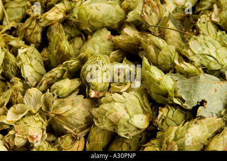 Il luppolo raccolto e pronto per la birra. Foto da Jim Holden. Foto Stock