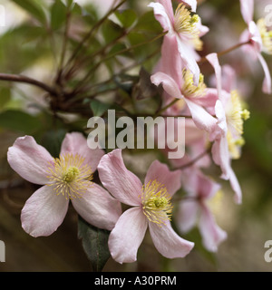 Close up di rosa Clematis Foto Stock