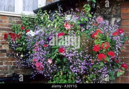 Contenitore appeso cestello dissimulare il tubo di scarico Fuchsia pelargonium pelargoniums cestelli Foto Stock