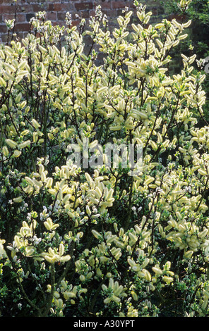Salix hastata Wehrhahnii, Willow, ramoscelli, molla, giardino di piante vegetali, salici, fiore fiori Foto Stock