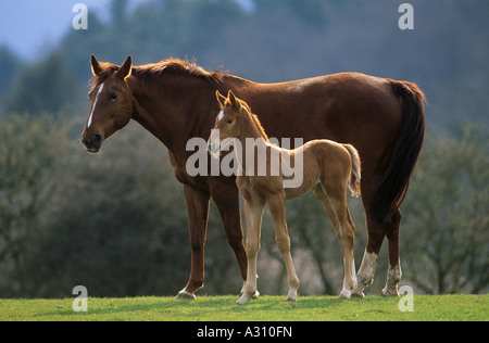 Cavallo di Vestfalia mare con puledro Foto Stock