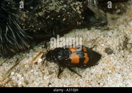 Seppellimento di beetle / Nicrophorus vespillo Foto Stock