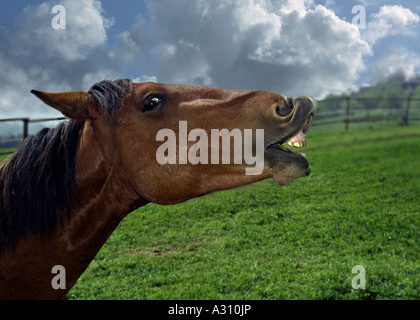 Cavallo - neighing Foto Stock