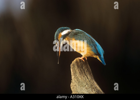 Kingfisher - sul ramo / Alcedo atthis Foto Stock