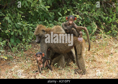 Babbuino giallo con i cuccioli / Papio cynocephalus Foto Stock