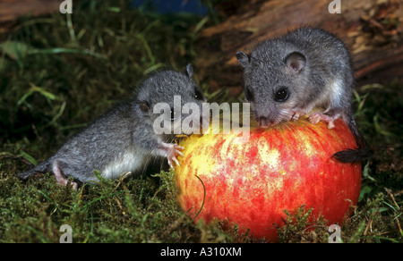 Dortmouse commestibile (glis glis). Due giovani che mangiano una mela Foto Stock