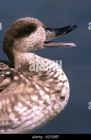 Anatra in marmo - Ritratto / marmaronetta angustirostris Foto Stock