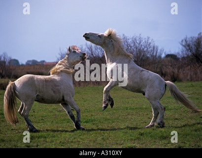 Due cavalli Camargue - giocoso combattimenti Foto Stock