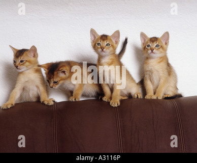 Quattro gattini abissini sul retro Foto Stock