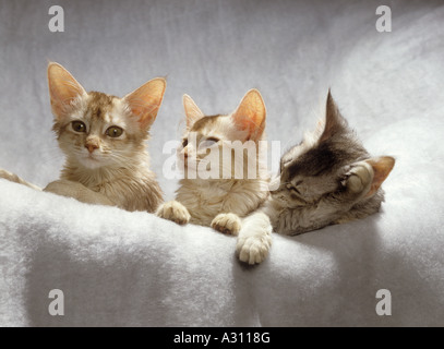 Tre gatti Somali sulla coperta Foto Stock