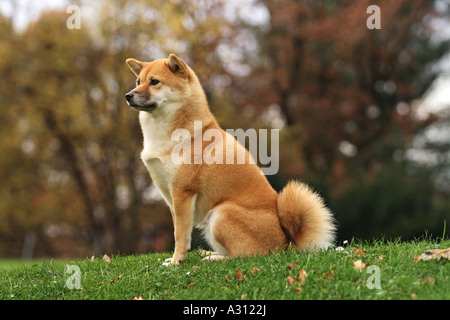 Shiba Inu - seduta sul prato Foto Stock