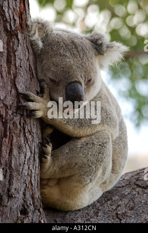 Il koala - seduta su albero / Phascolarctos cinereus Foto Stock