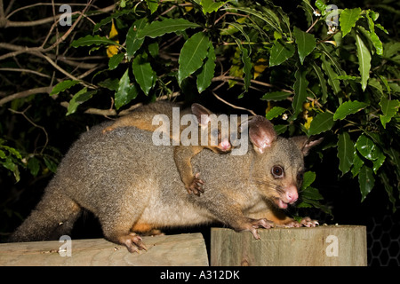 Brushtail possum con cub / Trichosurus volpetta Foto Stock