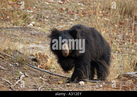 Bradipo orso - laterale permanente / Melursus ursinus Foto Stock