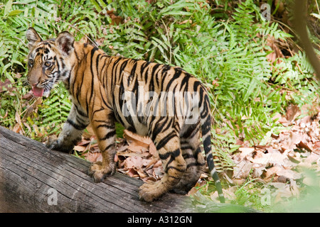 Tigre del Bengala - cub sul tronco / Panthera tigris tigris Foto Stock