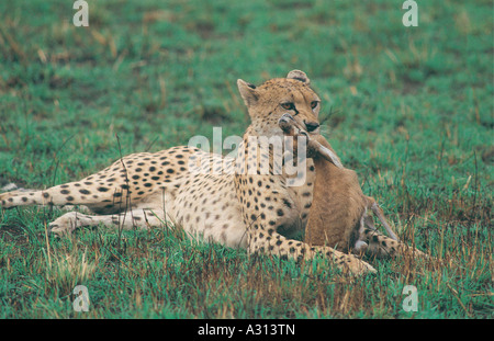 Cheetah asfissiante appena catturati Thomson s gazzella nella Riserva Nazionale di Masai Mara Kenya Africa orientale Foto Stock