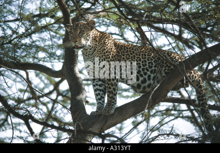 Leopard in piedi sul ramo di un albero di Acacia Samburu Riserva nazionale del Kenya Africa orientale Foto Stock