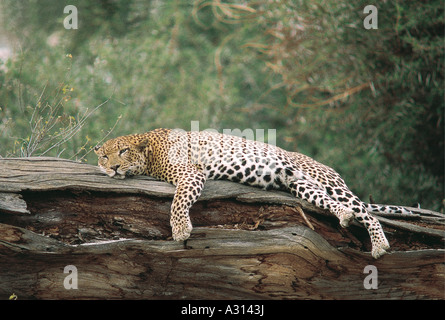 Leopard in appoggio su un albero morto nel Samburu Riserva nazionale del Kenya di Leopard è totalmente rilassata in un atteggiamento abbandonati Foto Stock