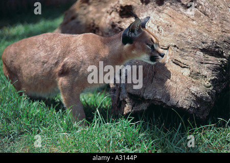 Caracal accovacciato a lato del registro morto cercando intenti come sembra per il potenziale preda Kenya Africa orientale Foto Stock