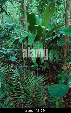 Foresta pluviale tropicale con sottobosco ricco di palme (top: Pinanga sp.) Al Lambir Hills National Park, Malesia, Borneo, Sarawak (parte del punto caldo della biodiversità del Sundaland). Foto Stock