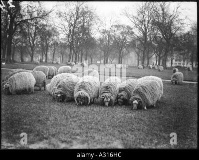 Pecore in Hyde Park Foto Stock