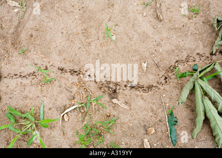 Colonna di formiche in Mombala (Mambala) villaggio Malawi Africa Foto Stock