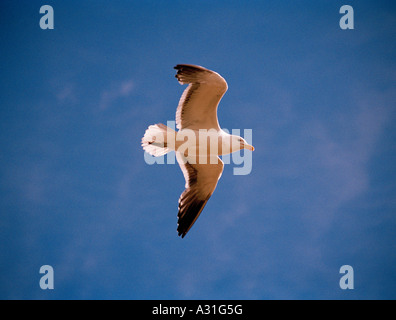 Il gabbiano di kelp (Larus dominicanus), vola sopra l'isola dei leoni marini, le isole Falkland, l'Atlantico meridionale Foto Stock