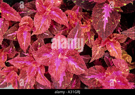 Rosso con giallo foglie chiazzata Solenostemon scutellarioides noto anche come Coleus alla fiamma, Ortica, dipinto di ortica. Foto Stock