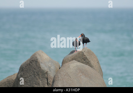 Una coppia di neri africani Oystercatchers Haematopus moquini appoggiato sulle rocce Foto Stock