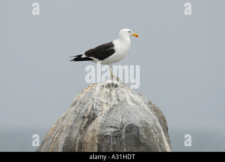 Un capo Kelp Gull Larus vetula sorge su una coperta di caduta rock Foto Stock