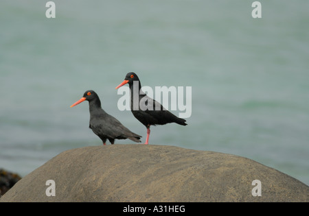 Una coppia di neri africani Oystercatchers Haematopus moquini appoggiato sulle rocce Foto Stock