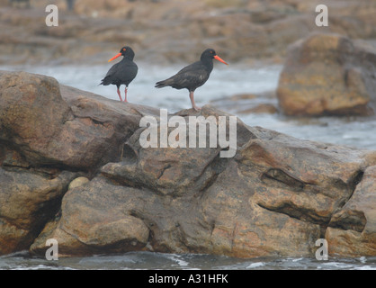 Una coppia di specie rare e minacciate nero africano Oystercatchers Haematopus moquini appoggiato sulle rocce Foto Stock