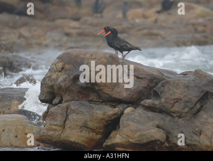 Una coppia di specie rare e minacciate nero africano Oystercatchers Haematopus moquini appoggiato sulle rocce Foto Stock