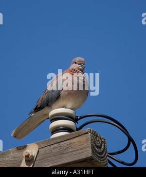 Un ridere Colomba Streptopelia senegalensis siede sulla isolatore ceramico alla sommità di un palo elettrico Foto Stock