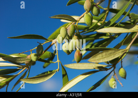 Close up di olive Olea europaea crescente sul ramo di albero Foto Stock